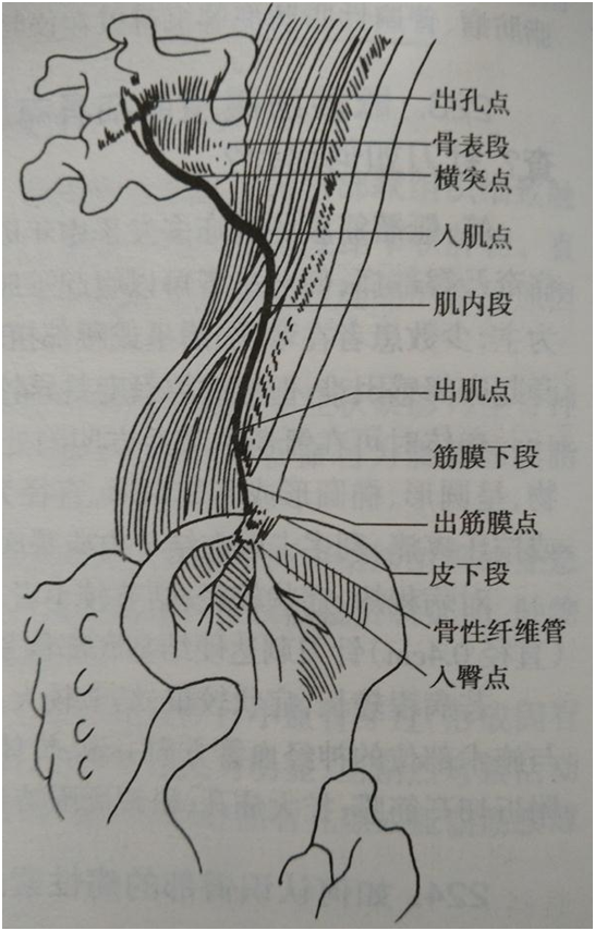 于腰椎横突